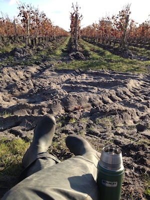 Tea break at the vineyard